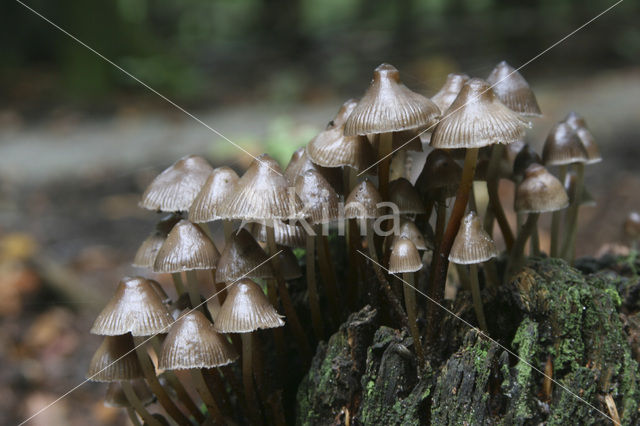 Fraaisteelmycena (Mycena inclinata)