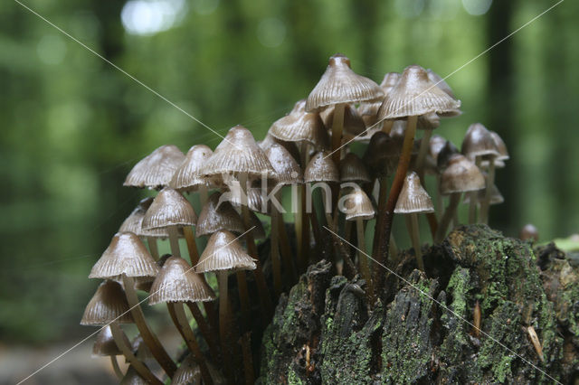 Fraaisteelmycena (Mycena inclinata)