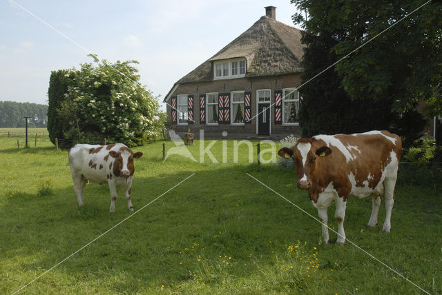 Friese Roodbonte Koe (Bos domesticus)