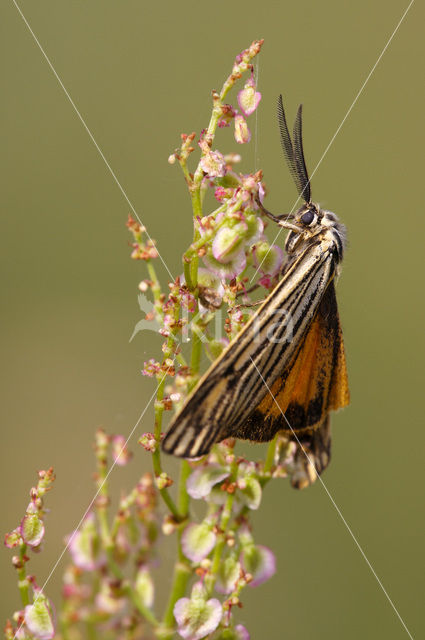 Geel grasbeertje (Spiris striata)