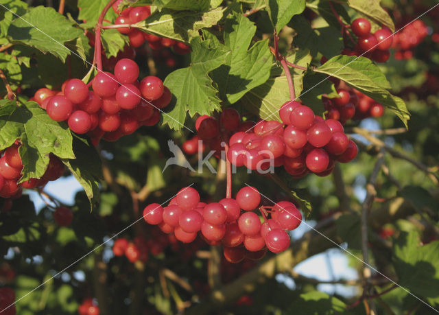 Gelderse roos (Viburnum opulus)