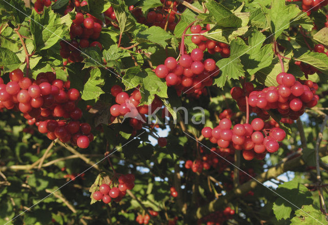 Gelderse roos (Viburnum opulus)