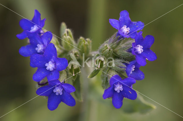 Gewone ossentong (Anchusa officinalis)