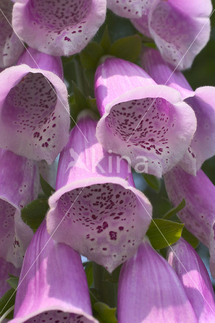 Gewoon vingerhoedskruid (Digitalis purpurea)