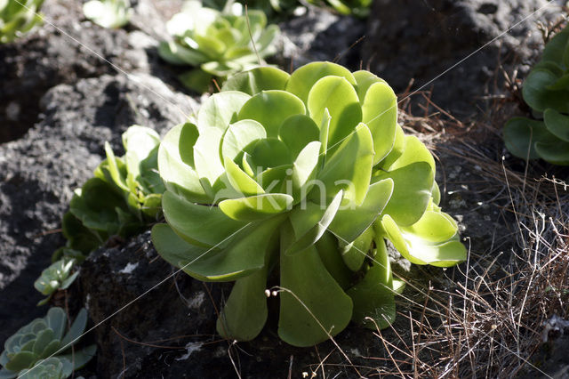 giant velvet rose (Aeonium cuneatum)