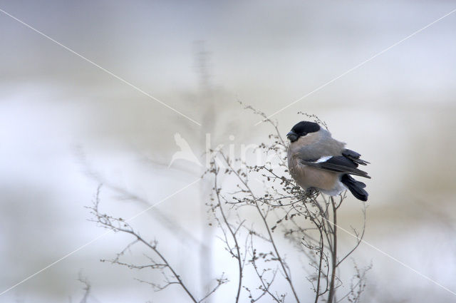 Eurasian Bullfinch (Pyrrhula pyrrhula)