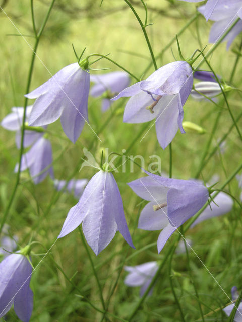 Grasklokje (Campanula rotundifolia)