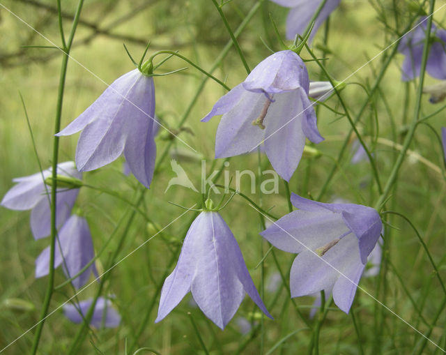 Grasklokje (Campanula rotundifolia)