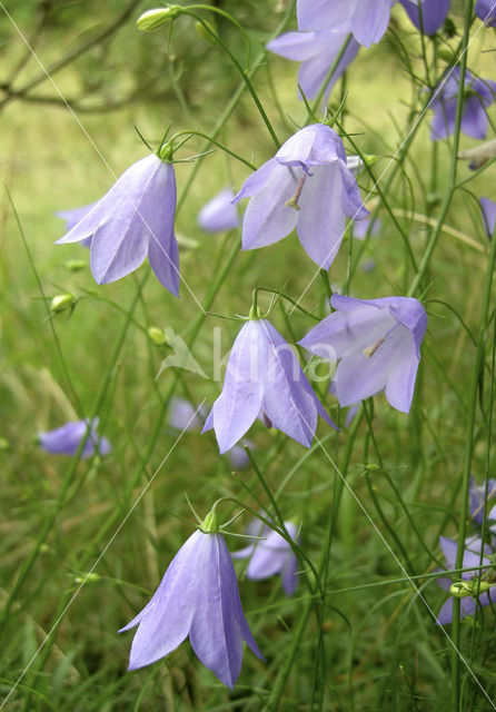 Grasklokje (Campanula rotundifolia)