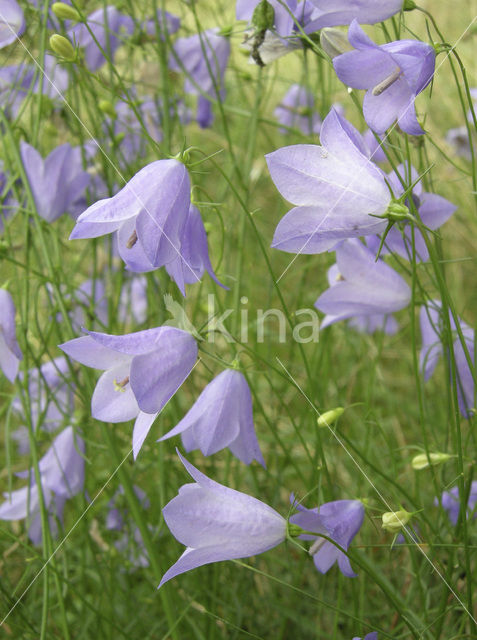 Grasklokje (Campanula rotundifolia)