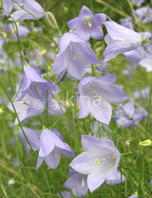 Grasklokje (Campanula rotundifolia)