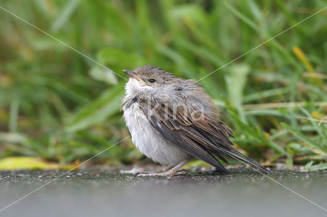 Greater Whitethroat (Sylvia communis)