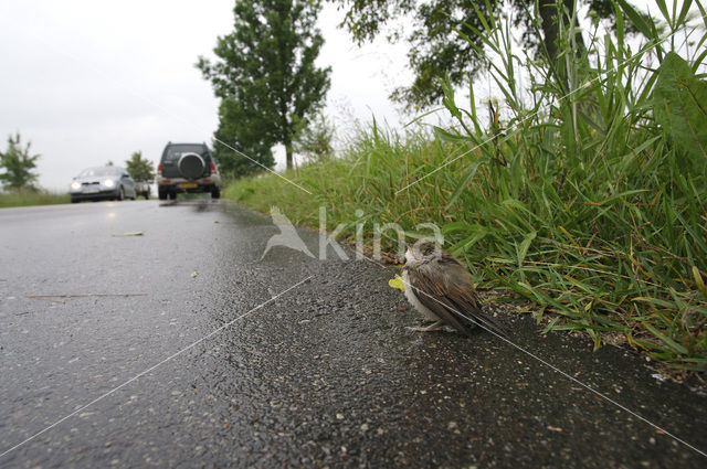 Greater Whitethroat (Sylvia communis)