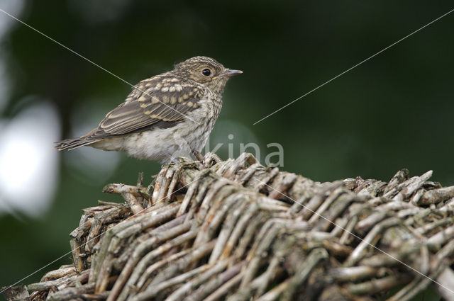 Grauwe Vliegenvanger (Muscicapa striata)