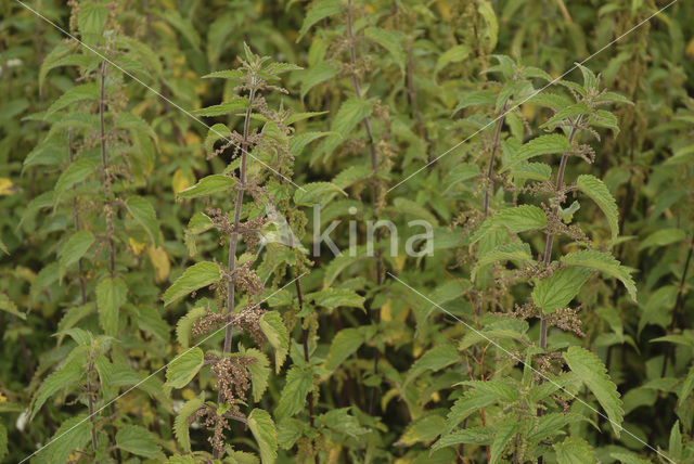 Grote brandnetel (Urtica dioica)