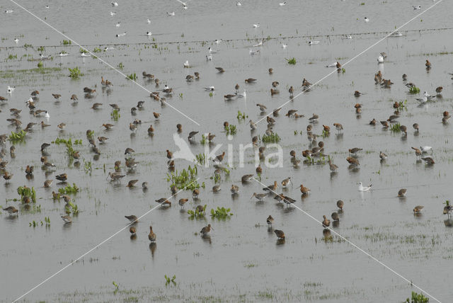 Grutto (Limosa limosa)