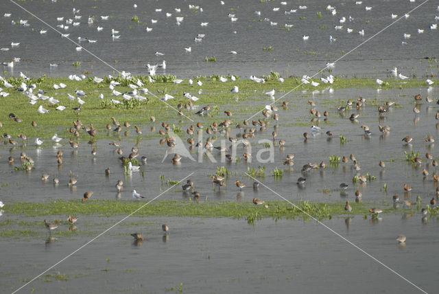 Grutto (Limosa limosa)