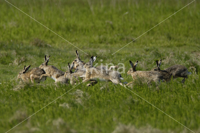 Haas (Lepus europaeus)