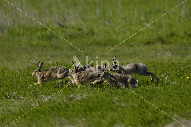 Haas (Lepus europaeus)