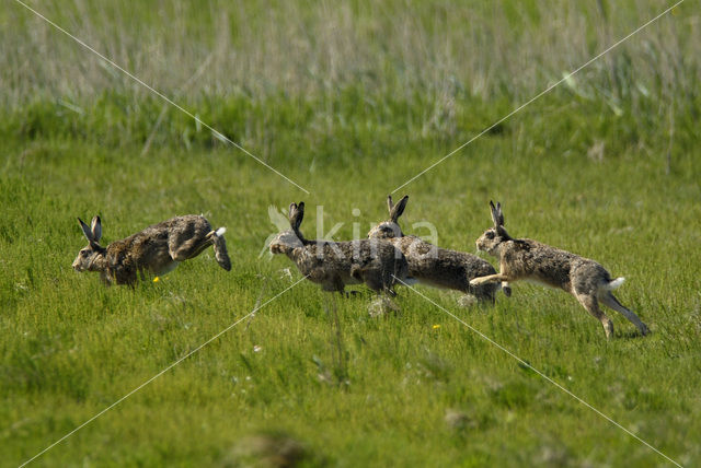 Haas (Lepus europaeus)