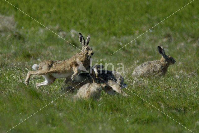 Haas (Lepus europaeus)