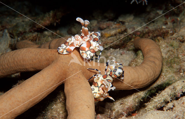 Harlekijn garnaal (Hymenoceara elegans)