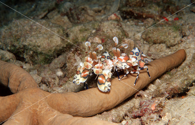 Harlekijn garnaal (Hymenoceara elegans)