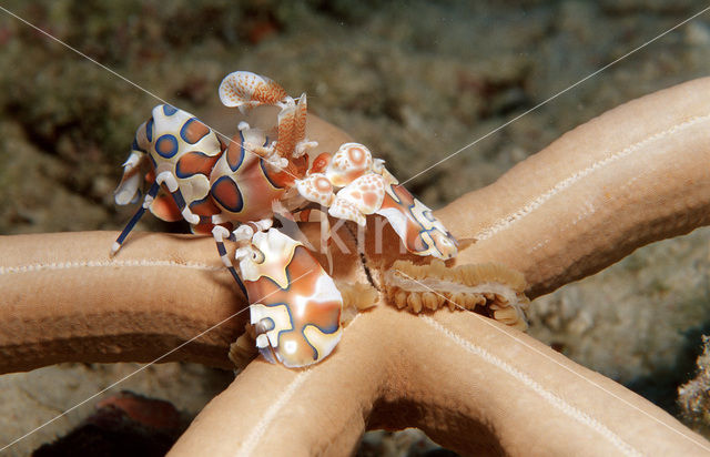 Harlekijn garnaal (Hymenoceara elegans)