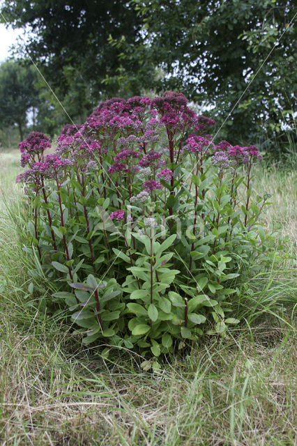 Hemelsleutel (Sedum telephium)