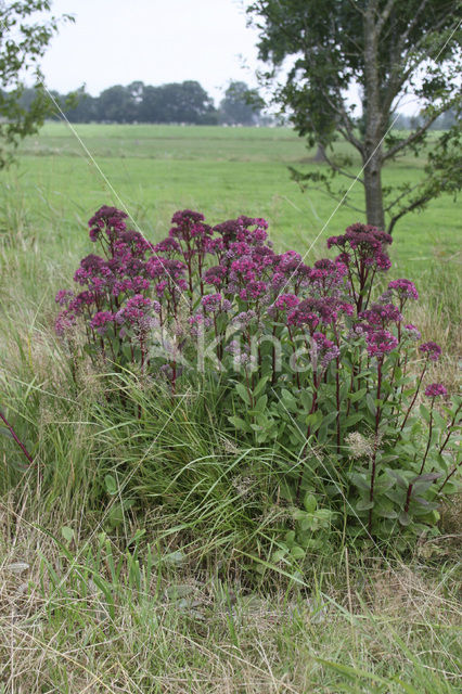 Hemelsleutel (Sedum telephium)