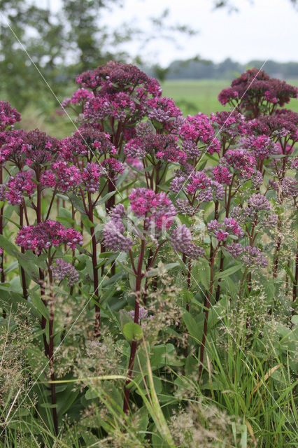 Hemelsleutel (Sedum telephium)