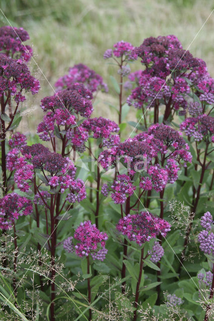 Hemelsleutel (Sedum telephium)