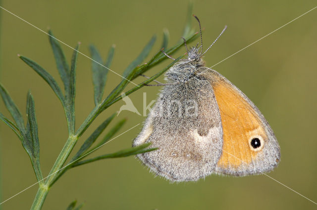 Hooibeestje (Coenonympha pamphilus)