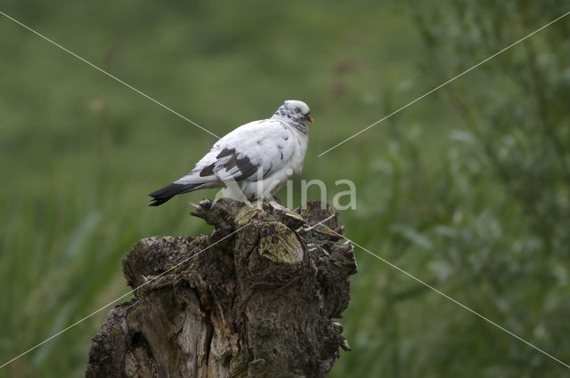 Houtduif (Columba palumbus)