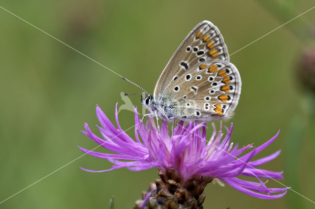 Icarusblauwtje (Polyommatus icarus)