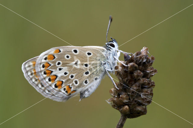 Icarusblauwtje (Polyommatus icarus)