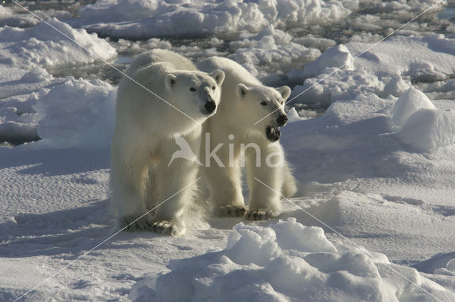 IJsbeer (Ursus maritimus)