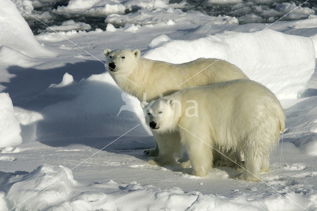 IJsbeer (Ursus maritimus)