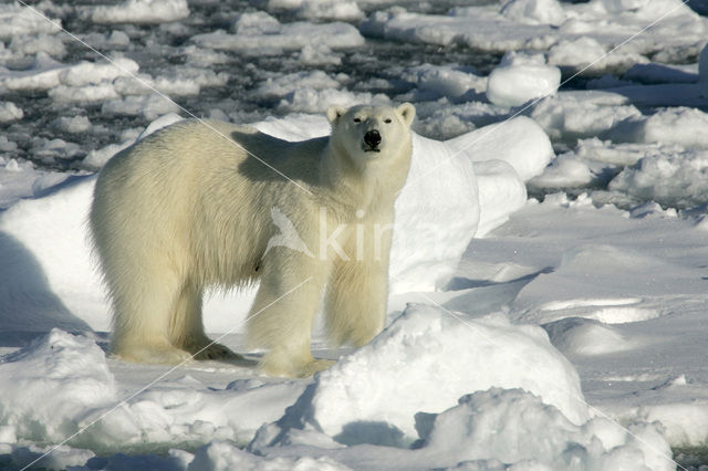 IJsbeer (Ursus maritimus)