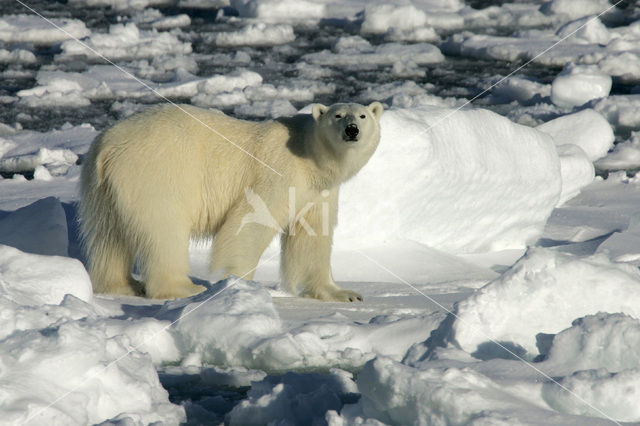 IJsbeer (Ursus maritimus)