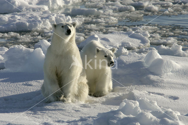 IJsbeer (Ursus maritimus)