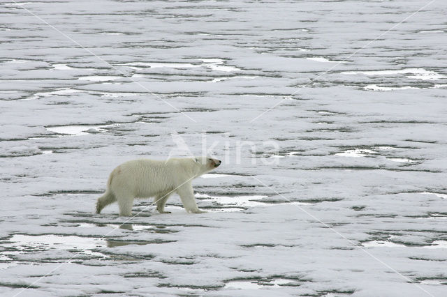 IJsbeer (Ursus maritimus)