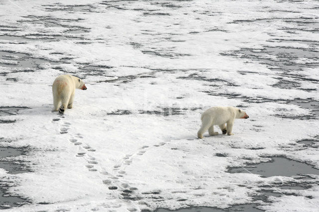 IJsbeer (Ursus maritimus)