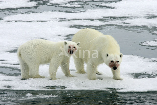 IJsbeer (Ursus maritimus)