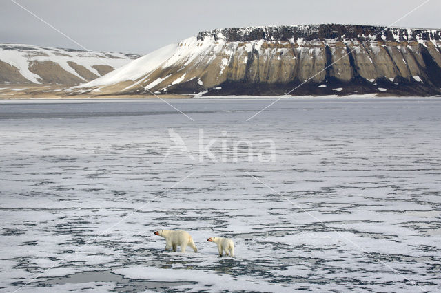 IJsbeer (Ursus maritimus)