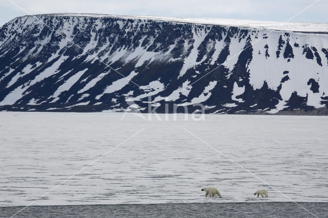 IJsbeer (Ursus maritimus)