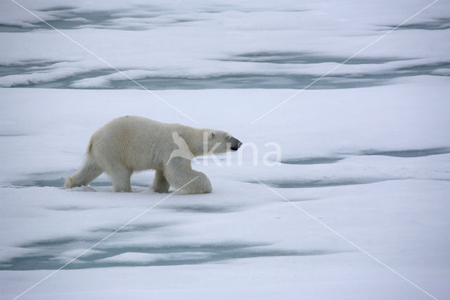 IJsbeer (Ursus maritimus)