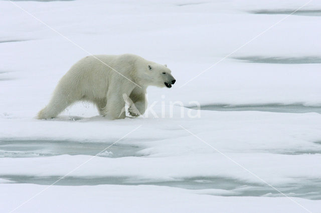 IJsbeer (Ursus maritimus)