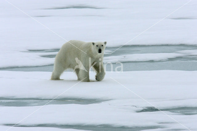 IJsbeer (Ursus maritimus)