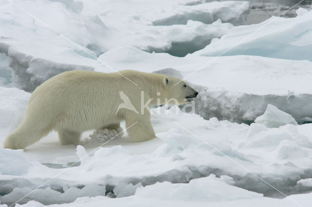 IJsbeer (Ursus maritimus)